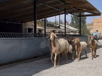Қой, Arashan sheep — 1-сурет
