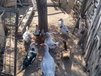 Ducks — 照片 1