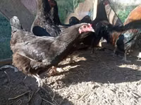 Chickens — Foto 3
