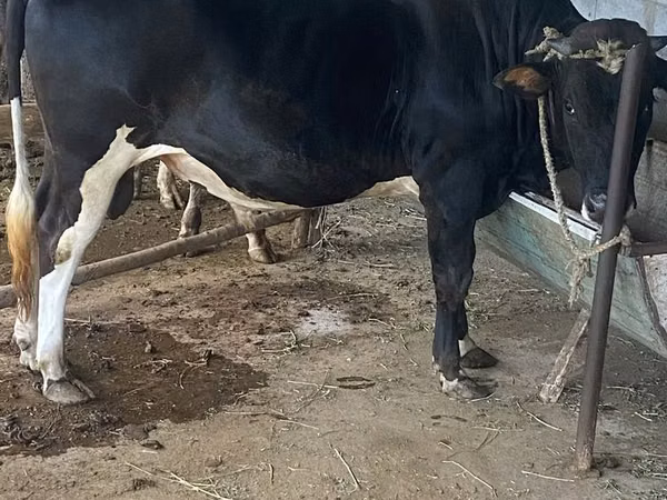 公牛, Cattle — 乌兹别克斯坦