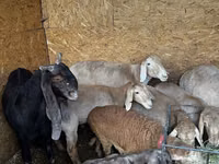 Qoʻy, Arashan sheep — 4-rasm