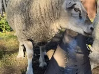 كبش, Texel sheep — الصورة 1