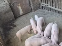 Schweine (Partie, Geschlecht nicht angegeben) — Foto 2