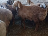 Widder, Arashan sheep — Foto 3
