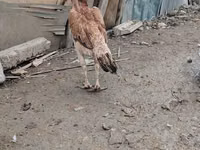 Chickens — الصورة 5
