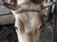 母牛, Cattle — 照片 1