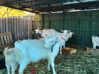 Ешкі, Pomellata goat — 7-сурет