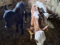 Cow, Cattle — photo 1