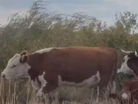 Kuh, Simmental cattle — Foto 1
