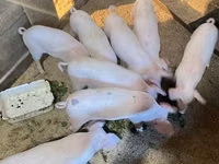 خنازير (دفعة، الجنس غير محدد) — الصورة 5