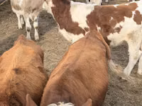 Bulle, Simmental cattle — Foto 4