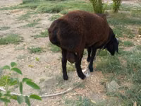 Widder, Baerchuke sheep — Foto 1
