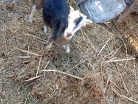 Ziege, LaMancha goats — Foto 5