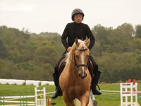 Hengst, Quarter Horse — Foto 6