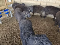 公羊, Sheep — 照片 5