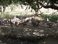 Geese — Foto 4