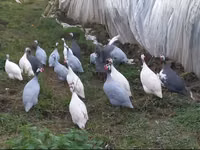 Chickens — الصورة 2