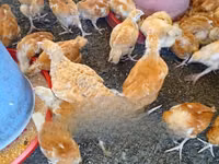 Chickens — फ़ोटो 2