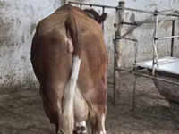 Bull, Simmental cattle — photo 3