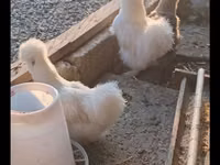 سيلكي — الصورة 2
