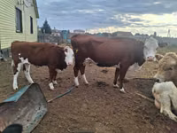 Bulle, Latvian Blue cattle — Foto 1