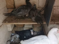 Ducks — 照片 4