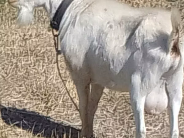 Ziegenbock, Saanen goat