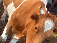 गाय, Simmental cattle — फ़ोटो 1