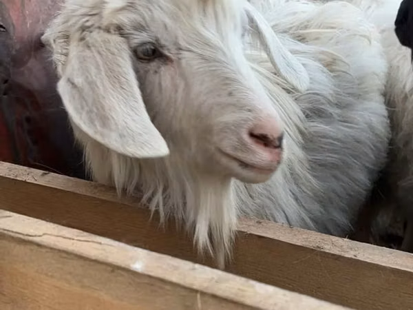 母山羊, Goats — 哈萨克斯坦