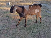 बकरा, Nubian Goat — फ़ोटो 3