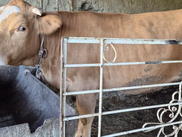 Kuh, Simmental cattle — Usbekistan