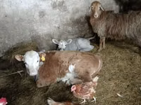 母牛, Latvian Blue cattle — 照片 3