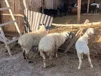 绵羊（批次，未指定性别）, Sheep — 照片 5