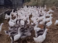 Geese — फ़ोटो 3