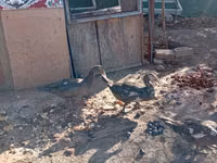 Hausente — Foto 5