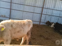 Bulle, Simmental cattle — Foto 5
