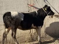 गाय, Russian Black pied cattle — फ़ोटो 2