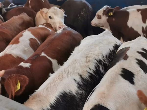 Rinder (Partie, Geschlecht nicht angegeben), Simmental cattle