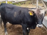 Bull, Kazakh White-headed cow — photo 8