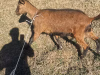 تيس, Alpine goat — الصورة 7