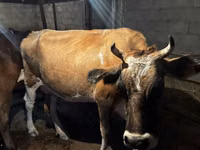 Vaca, Swiss cattle — foto 1