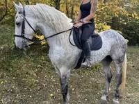 Hengst, Andalusian horse — Foto 7
