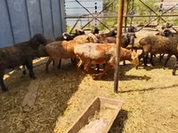 Widder, Gorkov sheep — Foto 3