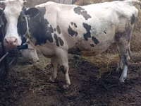 Rinder (Partie, Geschlecht nicht angegeben), Russian Black pied cattle — Foto 2