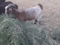 Ziege, Alpine goat — Foto 1