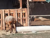 मेढ़ा, Edilbay sheep — फ़ोटो 7