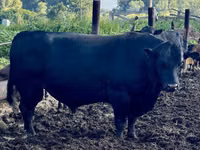 公牛, Aberdeen-Angus — 照片 7