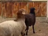 公羊, Sheep — 照片 3