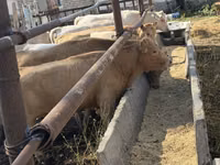 Rinder (Partie, Geschlecht nicht angegeben), Simmental cattle — Foto 3