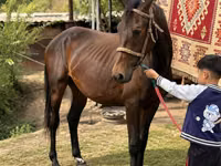 Hengst, Arabian horse — Foto 3